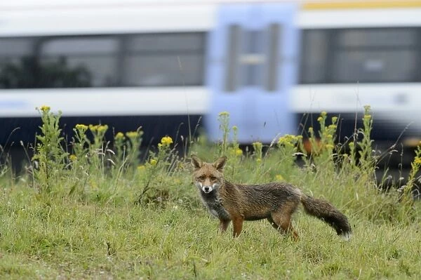European Red Fox (Vulpes vulpes) adult male, standing on railway embankment