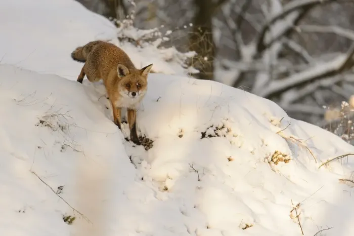 Framed Print : European Red Fox (Vulpes vulpes) adult male, standing on snow covered heathland, Cannock Chase, Staffordshire, England Framed Print : European Red Fox (Vulpes vulpes) adult male, standing on snow covered heathland, Cannock Chase, Staffordshire, England