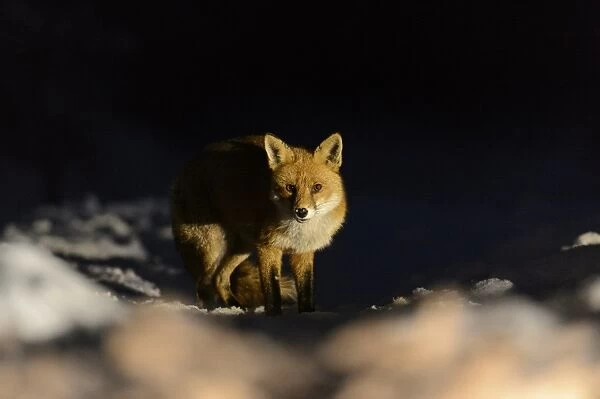 European Red Fox (Vulpes vulpes) adult male, standing on snow covered heathland at night, Cannock Chase, Staffordshire