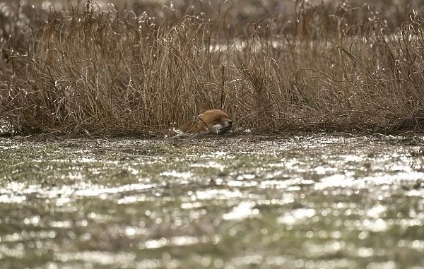 European Red Fox (Vulpes vulpes) adult, swimming, caught on coastal marshland at high tide