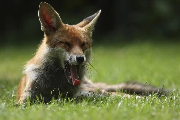 European Red Fox (Vulpes vulpes) adult, yawning, resting on lawn in urban garden, London, England, may