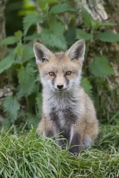 Framed Print : European Red Fox (Vulpes vulpes) cub, sitting near den under hedgerow, Oxfordshire, England, may