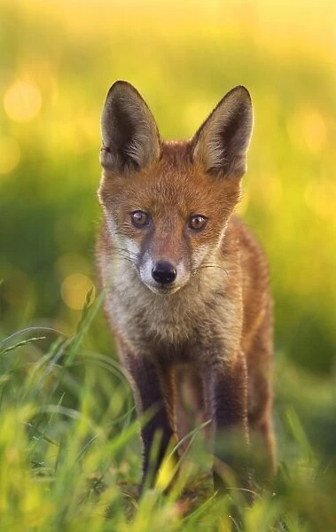 European Red Fox (Vulpes vulpes) cub, standing near earth at dawn, Derbyshire, England