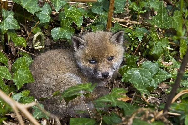 European Red Fox (Vulpes vulpes) cub, resting in sunshine outside den in woodland, Dorset, England, may