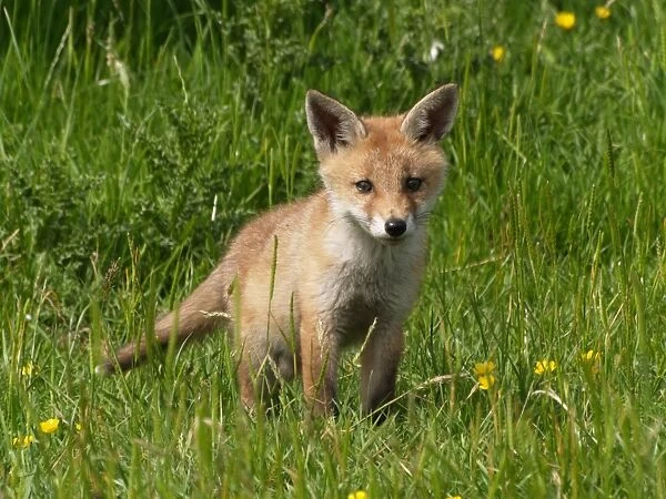 European Red Fox (Vulpes vulpes) cub, standing in grass, Devon, England