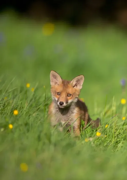 Framed Print : European Red Fox (Vulpes vulpes) cub, alert, standing amongst wildflowers in meadow, Derbyshire, England, may Framed Print : European Red Fox (Vulpes vulpes) cub, alert, standing amongst wildflowers in meadow, Derbyshire, England, may