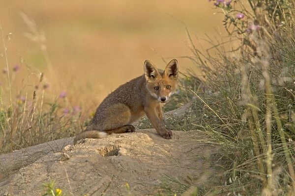 European Red Fox (Vulpes vulpes) cub, sitting at den, Extremadura, Spain, may
