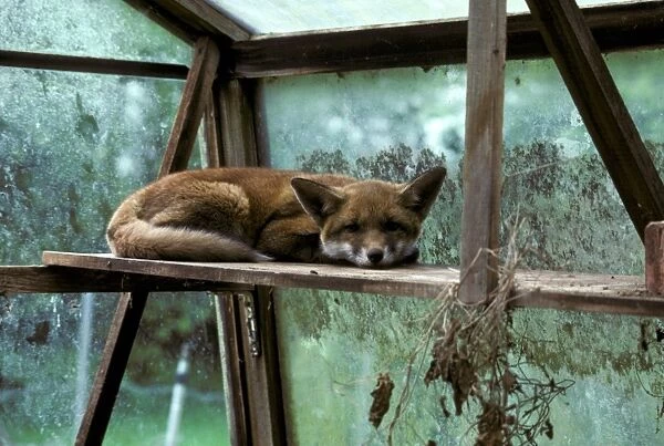 European Red Fox (Vulpes vulpes) cub, resting on shelf in greenhouse, England