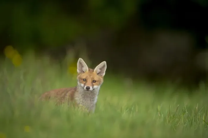 Framed Print : European Red Fox (Vulpes vulpes) cub, alert, standing in meadow, Derbyshire, England, may Framed Print : European Red Fox (Vulpes vulpes) cub, alert, standing in meadow, Derbyshire, England, may