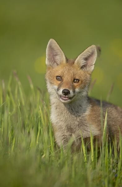 European Red Fox (Vulpes vulpes) cub, alert, standing in meadow, Derbyshire, England, june
