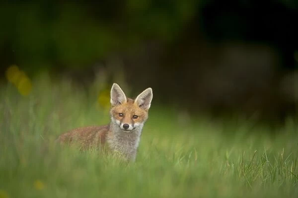 European Red Fox (Vulpes vulpes) cub, alert, standing in meadow, Derbyshire, England, may