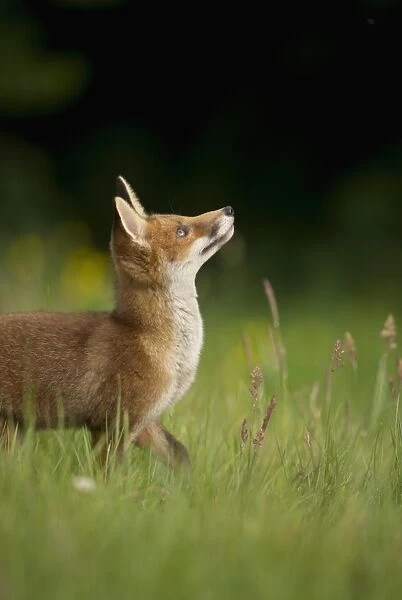 European Red Fox (Vulpes vulpes) cub, alert, standing in meadow, watching passing hot-air balloon in sky, Derbyshire