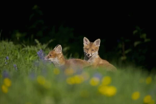 European Red Fox (Vulpes vulpes) two cubs, playfighting amongst wildflowers in meadow, in evening sunlight, Derbyshire, England, may