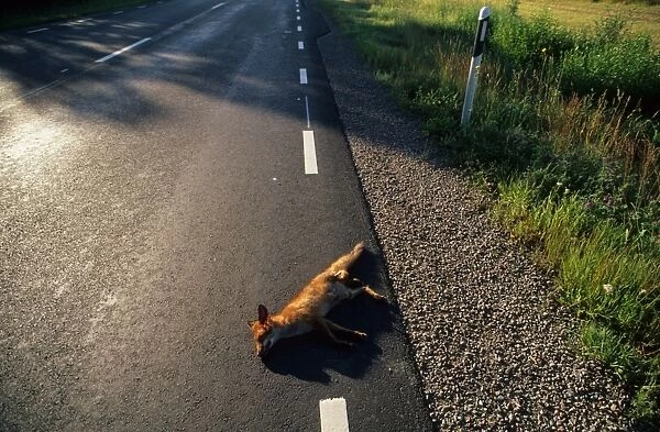 European Red Fox (Vulpes vulpes) dead adult, roadkill casualty on road, Sweden, july
