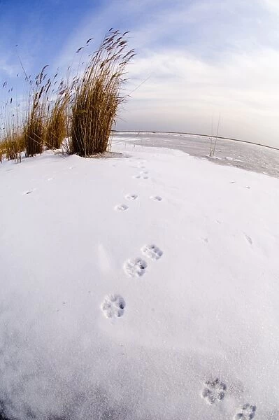 European Red Fox (Vulpes vulpes) footprints, in snow on frozen lake, Lake Durankulak, Durankulak, Dobrich Province