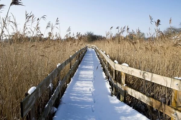 European Red Fox (Vulpes vulpes) footprints, on snow covered boardwalk in reedbed habitat, Crossness Nature Reserve