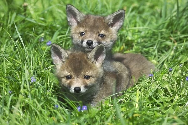 European Red Fox (Vulpes vulpes) two young cubs, resting together in grass, Normandy, France