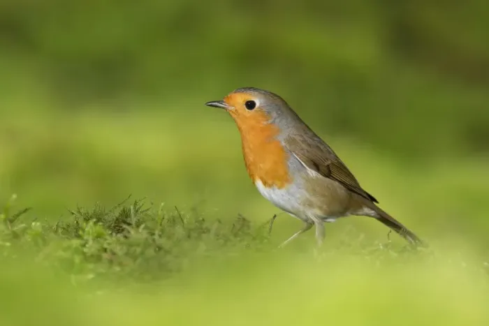 Framed Print : European Robin (Erithacus rubecula) adult, standing on moss, Suffolk, England, January Framed Print : European Robin (Erithacus rubecula) adult, standing on moss, Suffolk, England, January