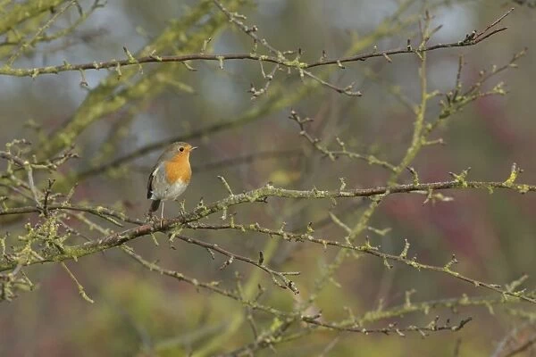 European Robin (Erithacus rubecula) adult, perched on bare twig in hedgerow, West Yorkshire, England, November