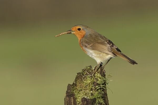 European Robin (Erithacus rubecula) adult, with dried mealworm in beak, perched on mossy stump, West Yorkshire