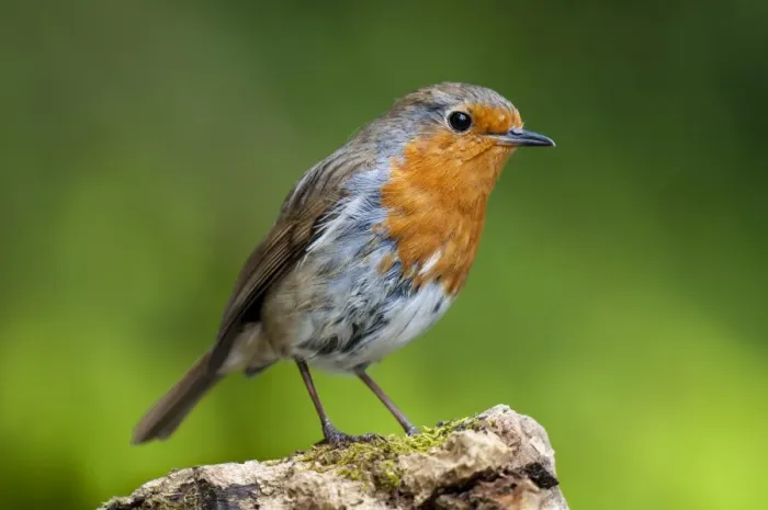 Framed Print : European Robin Erithacus rubecula adult, perched on log, Hale, Cumbria, England, May Framed Print : European Robin Erithacus rubecula adult, perched on log, Hale, Cumbria, England, May