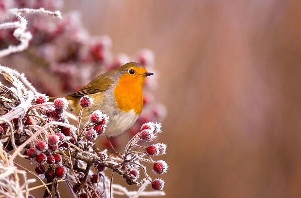 European Robin (Erithacus rubecula) adult, perched amongst frost covered berries, Dumfries and Galloway, Scotland