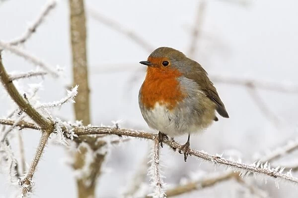 European Robin (Erithacus rubecula) adult, perched on frost covered twig, West Midlands, England, december