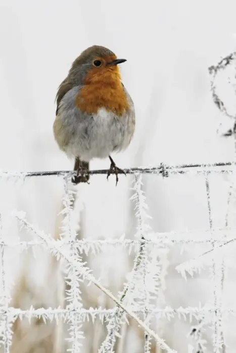 Framed Print : European Robin (Erithacus rubecula) adult, perched on frost covered wire fence, West Midlands, England, december Framed Print : European Robin (Erithacus rubecula) adult, perched on frost covered wire fence, West Midlands, England, december