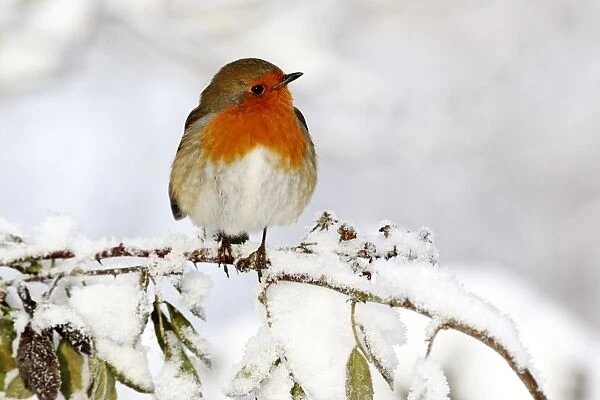 European Robin (Erithacus rubecula) adult, perched on snow covered stem, West Midlands, England, december