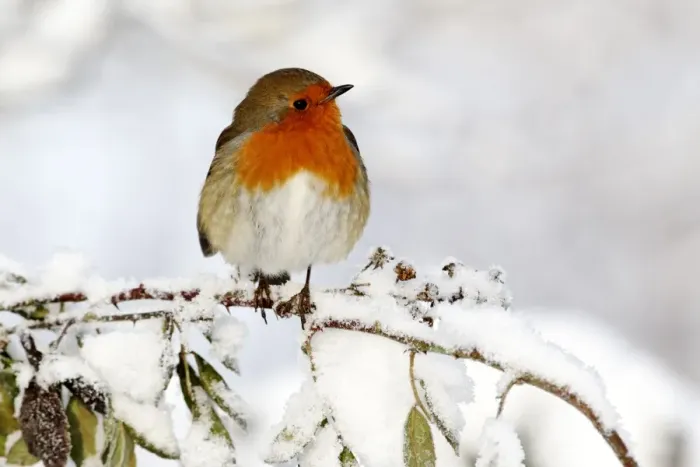 Framed Print : European Robin (Erithacus rubecula) adult, perched on snow covered stem, West Midlands, England, december Framed Print : European Robin (Erithacus rubecula) adult, perched on snow covered stem, West Midlands, England, december