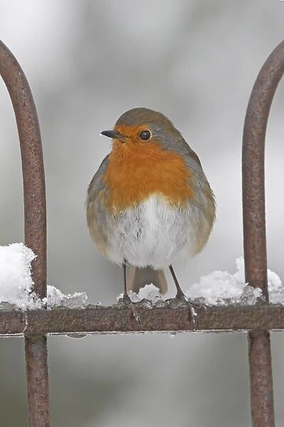 European Robin (Erithacus rubecula) adult, perched on snow covered garden gate, Scotland, winter