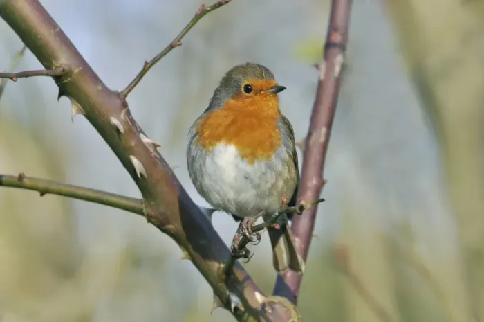 Framed Print : European Robin (Erithacus rubecula) adult, perched on rose bush in garden, West Sussex, England, january Framed Print : European Robin (Erithacus rubecula) adult, perched on rose bush in garden, West Sussex, England, january