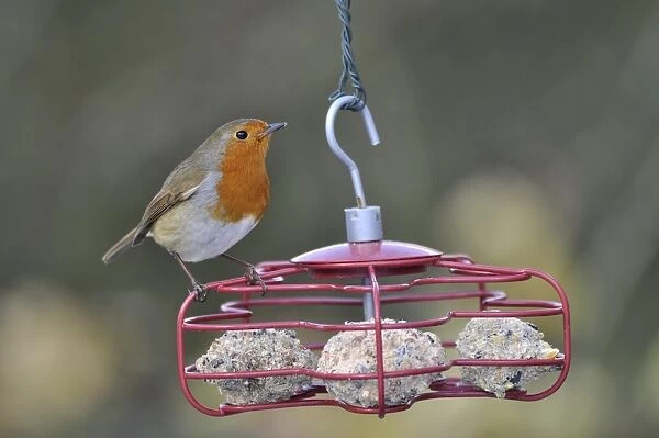 European Robin (Erithacus rubecula) adult, perched on fat ball feeder in garden, West Sussex, England, february