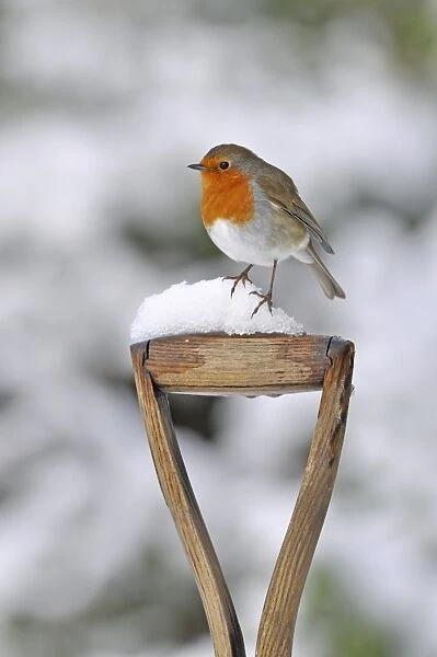 European Robin (Erithacus rubecula) adult, perched on snow covered garden spade handle, West Sussex, England, february