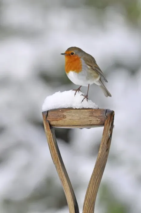 Framed Print : European Robin (Erithacus rubecula) adult, perched on snow covered garden spade handle, West Sussex, England, february Framed Print : European Robin (Erithacus rubecula) adult, perched on snow covered garden spade handle, West Sussex, England, february