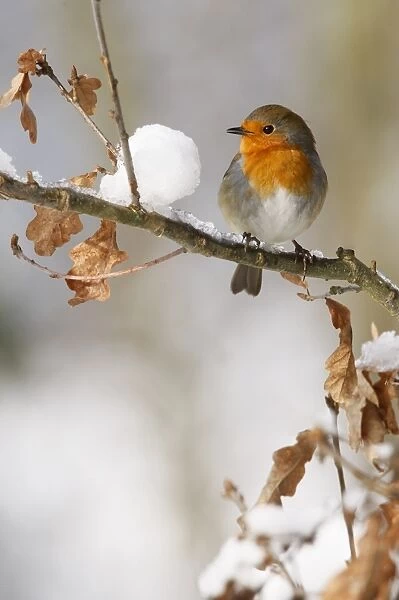 European Robin (Erithacus rubecula) adult, perched on snow covered oak branch, South Yorkshire, England, winter