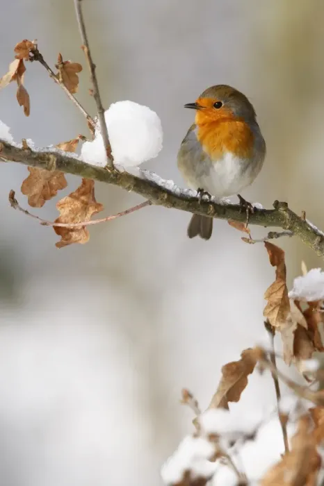 Framed Print : European Robin (Erithacus rubecula) adult, perched on snow covered oak branch, South Yorkshire, England, winter