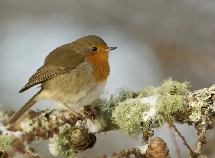 Framed Print : European Robin (Erithacus rubecula) adult, perched in snow covered larch tree, Dumfries and Galloway, Scotland, winter Framed Print : European Robin (Erithacus rubecula) adult, perched in snow covered larch tree, Dumfries and Galloway, Scotland, winter