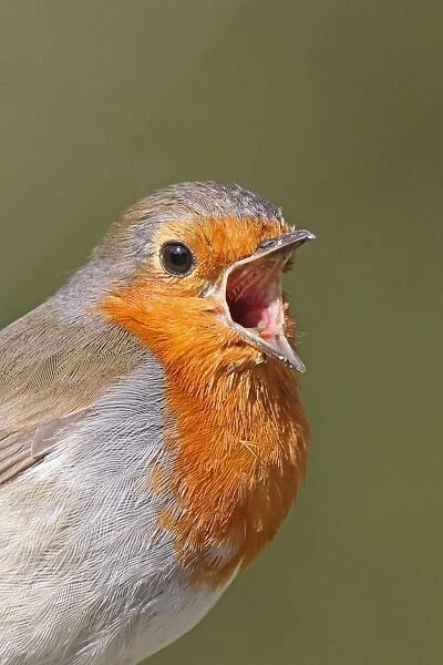 European Robin (Erithacus rubecula) adult, singing, close-up of head, West Sussex, England, april
