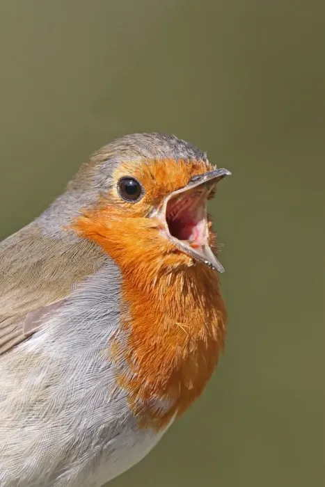 Framed Print : European Robin (Erithacus rubecula) adult, singing, close-up of head, West Sussex, England, april Framed Print : European Robin (Erithacus rubecula) adult, singing, close-up of head, West Sussex, England, april