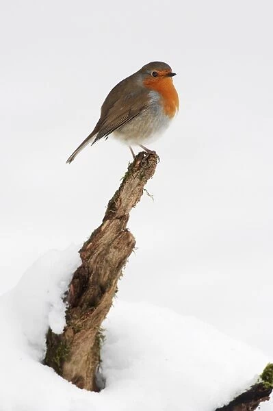 European Robin (Erithacus rubecula) adult, perched on stump in snow, North Downs, Kent, England, january