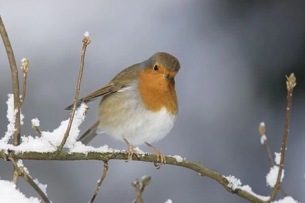 European Robin (Erithacus rubecula) adult, perched on snow covered twig, Yorkshire, England, december