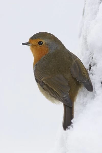 European Robin (Erithacus rubecula) adult, perched on tree trunk in heavy snow, Yorkshire, England, december