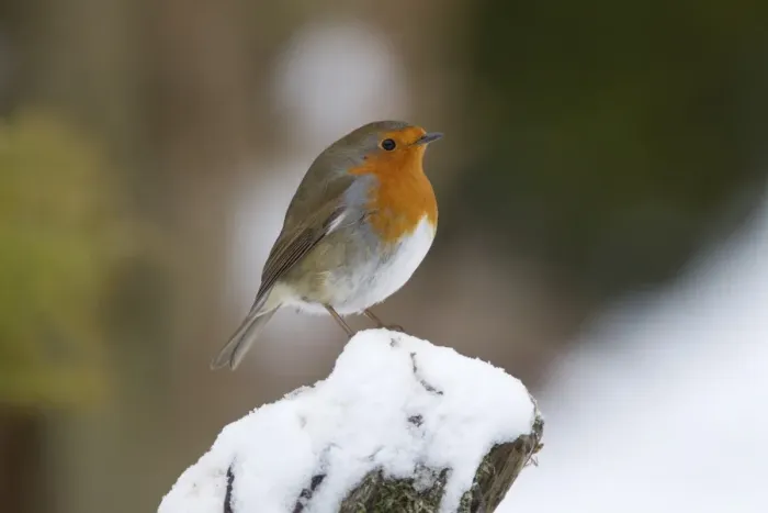 Framed Print : European Robin (Erithacus rubecula) adult, standing on snow covered post in garden, Chirnside, Berwickshire, Scottish Borders, Scotland, december Framed Print : European Robin (Erithacus rubecula) adult, standing on snow covered post in garden, Chirnside, Berwickshire, Scottish Borders, Scotland, december