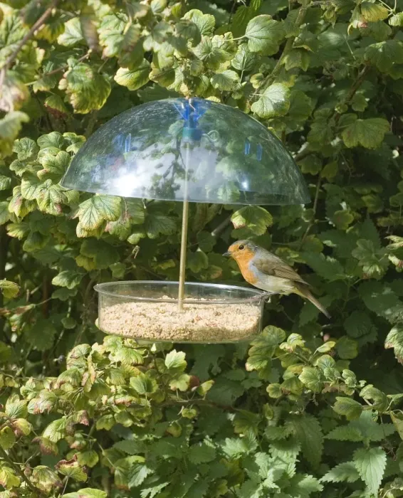 Framed Print : European Robin (Erithacus rubecula) adult, feeding at covered feeder in garden, Norfolk, England, september Framed Print : European Robin (Erithacus rubecula) adult, feeding at covered feeder in garden, Norfolk, England, september