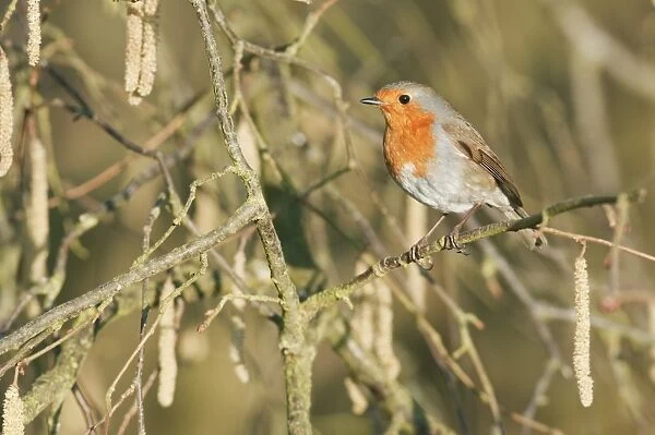 European Robin (Erithacus rubecula) adult, perched on Common Hazel (Corylus avellana) twig with catkins, North Downs, Kent, England, march