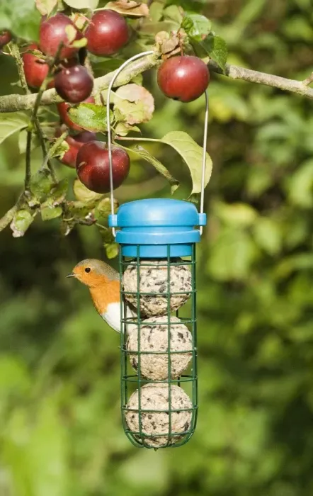Framed Print : European Robin (Erithacus rubecula) adult, feeding at fat ball feeder hanging on apple tree in garden, Norfolk, England, september Framed Print : European Robin (Erithacus rubecula) adult, feeding at fat ball feeder hanging on apple tree in garden, Norfolk, England, september