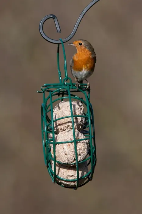 Framed Print : European Robin (Erithacus rubecula) adult, perched on hanging fat ball birdfeeder, Norfolk, England, january Framed Print : European Robin (Erithacus rubecula) adult, perched on hanging fat ball birdfeeder, Norfolk, England, january