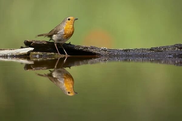 European Robin (Erithacus rubecula) adult, standing at edge of forest pool, Hungary