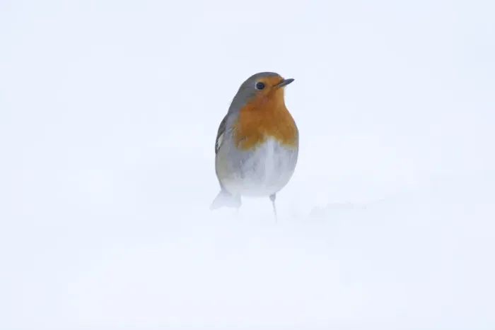 Framed Print : European Robin (Erithacus rubecula) adult, standing in heavy snow, Yorkshire, England, january Framed Print : European Robin (Erithacus rubecula) adult, standing in heavy snow, Yorkshire, England, january
